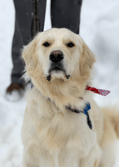 Cream in snow 1_Topaz Gigapixel 2x scale