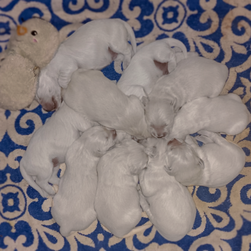 pups and penquin 1 pups and penquin 1